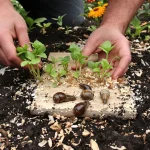 6 astuces de grand-père pour empêcher limaces et escargots de ruiner vos semis de printemps