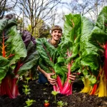 Au potager, ce légume oublié booste vos récoltes printanières, et personne n’en parle