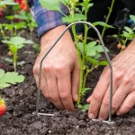 Ce que font les jardiniers malins avec un cintre en métal sauve leurs framboisiers gratuitement