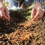 Ces 2 légumes du potager à semer avant fin avril : en mai, la récolte est ratée, voici pourquoi