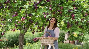 Cet arbre donne des fruits tout l’été, et pourtant très peu pensent à le planter au jardin