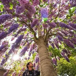 Cet arbre pousse aussi vite que le bambou, mais sa floraison remarquable fait toute la difference