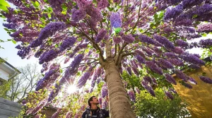 Cet arbre pousse aussi vite que le bambou, mais sa floraison remarquable fait toute la difference
