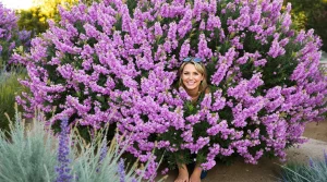 Cet arbuste fleurit 8 mois par an et embellit tous les jardins sans demander beaucoup d’entretien