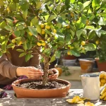 Citronnier : dès le 15 mars, donnez-lui cet ingrédient de cuisine et il va doubler de volume