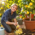 Citronnier qui ne donne rien : enterrez ce déchet de cuisine au pied, il peut le couvrir de fruits