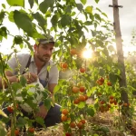 Contre le mildiou des tomates, cette astuce au lait séduit par son efficacité et respecte le jardin