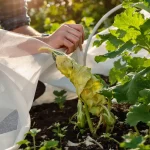 Courgette : les solutions efficaces face au virus MWMV, voici ce qu’il faut faire au potager