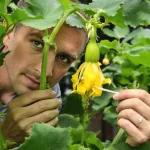 Courgettes : ce geste simple révèle comment tripler votre récolte dès le mois de mai