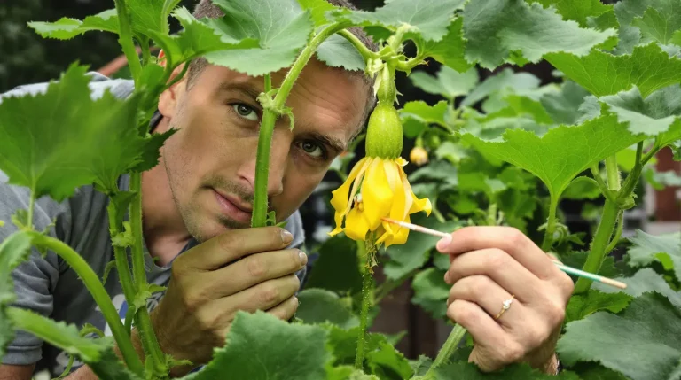 Courgettes : ce geste simple révèle comment tripler votre récolte dès le mois de mai