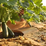 Courgettes : ce matériau tout simple multiplie vos récoltes par 5, et voici pourquoi ça marche