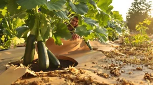 Courgettes : ce matériau tout simple multiplie vos récoltes par 5, et voici pourquoi ça marche