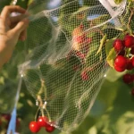 Face aux oiseaux gourmands, ces astuces protègent vos cerises en respectant la faune du jardin