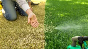Faites cette tâche au jardin en mai et votre pelouse reste verte et parfaite tout l’été