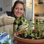 J’ai remplacé les cubes de bouillon par cette plante en pot à semer à cette période précise