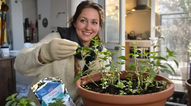 Accueil J’ai remplacé les cubes de bouillon par cette plante en pot à semer à cette période précise