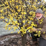Jardiniers : ne manquez pas cet arbre oublié, il résiste à -20 °C et illumine le jardin dès février