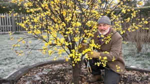 Jardiniers : ne manquez pas cet arbre oublié, il résiste à -20 °C et illumine le jardin dès février