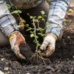 Le fruitier le plus simple du jardin : même sans main verte, il pousse et donne vite des fruits
