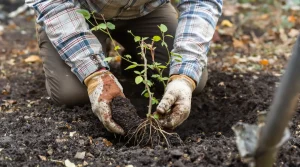 Le fruitier le plus simple du jardin : même sans main verte, il pousse et donne vite des fruits