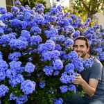 Les céanothes, ces arbustes aux fleurs d’un bleu inimitable que l’on remarque au premier regard