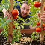 Les tomates ne devraient plus pousser seules : cette herbe aromatique les rend plus grosses et savoureuses