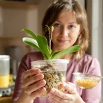 Orchidées que vous alliez jeter : cet ingrédient de cuisine les aide à refleurir plus vite