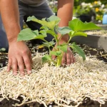 Plus personne ne plante ses courgettes sans ce geste : la méthode maline des jardiniers en mai