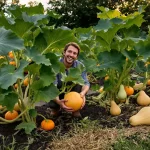 Potager : le nombre exact de pieds de courges à planter pour réussir une récolte parfaite