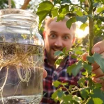 Pourquoi les jardiniers malins ne jettent jamais les gourmands de tomates et multiplient leurs plants