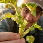 Pucerons au jardin : les gestes simples qui sauvent vos plantes ce printemps, voici pourquoi