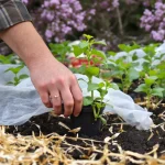 Saints de Glace : faut-il vraiment attendre avant de planter au potager ? La vérité