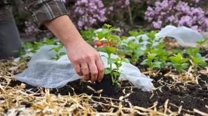 Saints de Glace : faut-il vraiment attendre avant de planter au potager ? La vérité