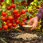 Tomates : cet engrais naturel multiplie les récoltes, voici pourquoi il change vraiment la donne