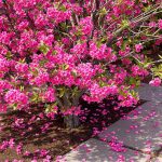 découvrez les principaux inconvénients de l'arbre de judée à connaître avant de le planter dans votre jardin, pour un choix éclairé et une culture réussie.