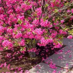 découvrez les principaux inconvénients de l'arbre de judée à connaître avant de le planter dans votre jardin, pour un choix éclairé et une culture réussie.